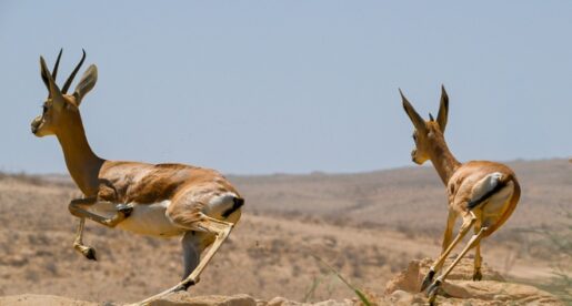 børsen gazelle, øens advokatfirma, advokat, advokatvirksomhed