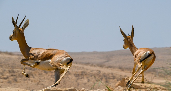børsen gazelle, øens advokatfirma, advokat, advokatvirksomhed